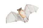 KAMA Publishing One Fine Summer's Night bat image